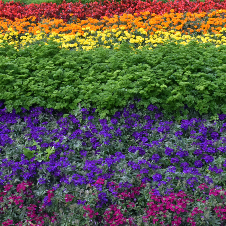 Flowers for Pride Month